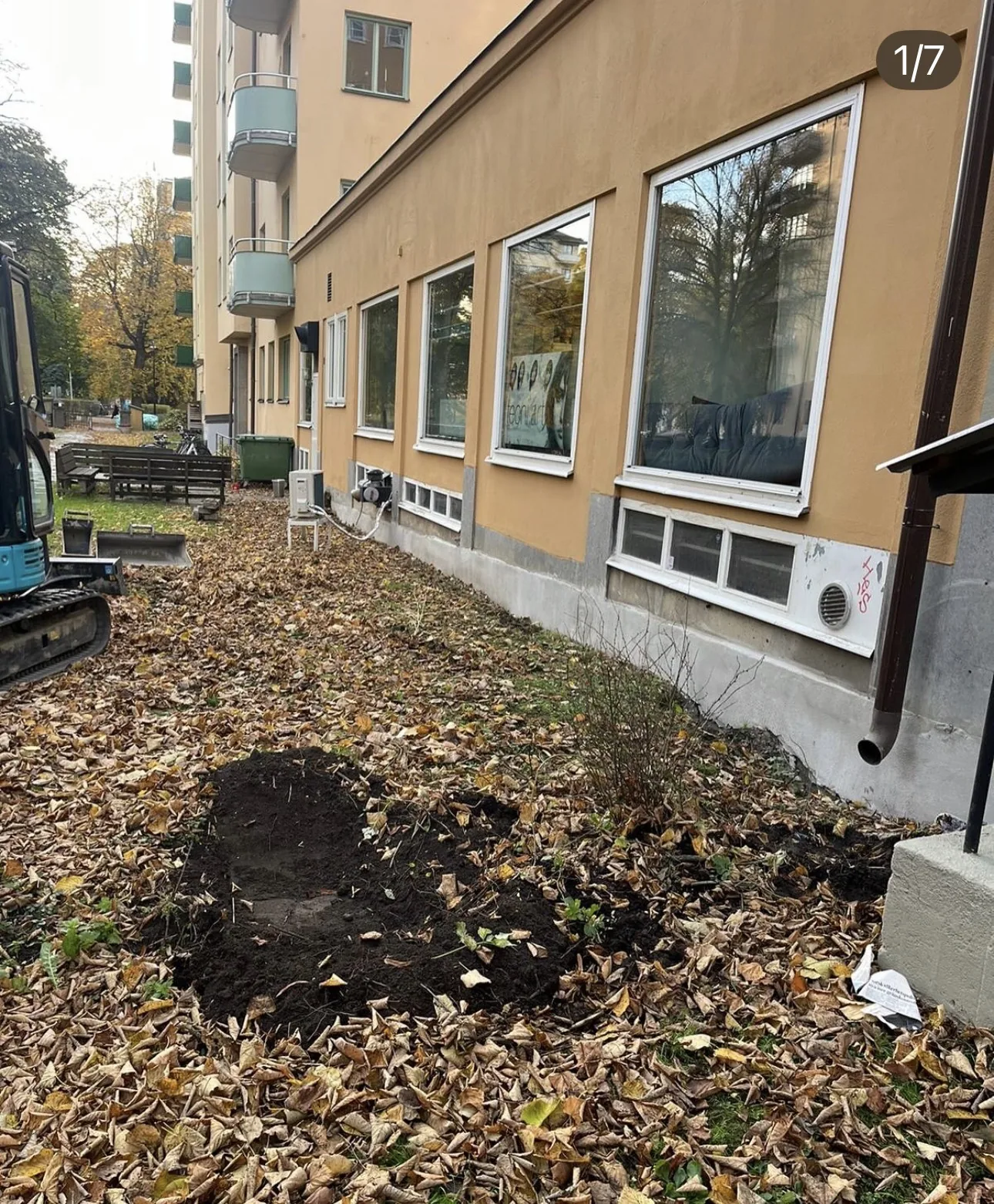 Yta längs fasad vid flerbostadshus i Täby täckt av höstlöv före markberedning